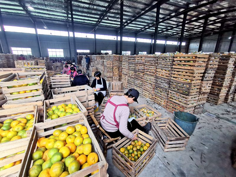 柑橘豐收卻不增收？看浙農控股如何給龍游的橘農們&ldquo;支招&rdquo;